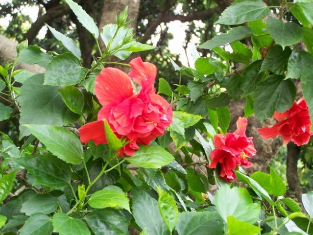 大紅花