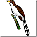 bird
