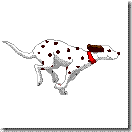 dalmatians