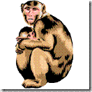 monkey