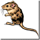 mouse