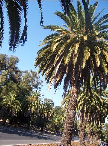 I like these trees -standford