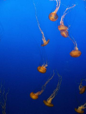 aquarium - jelly
